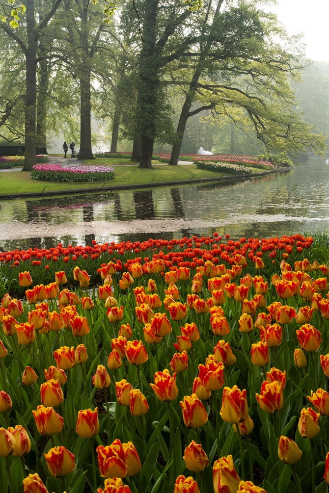  Keukenhof, the most beautiful spring garden in the world